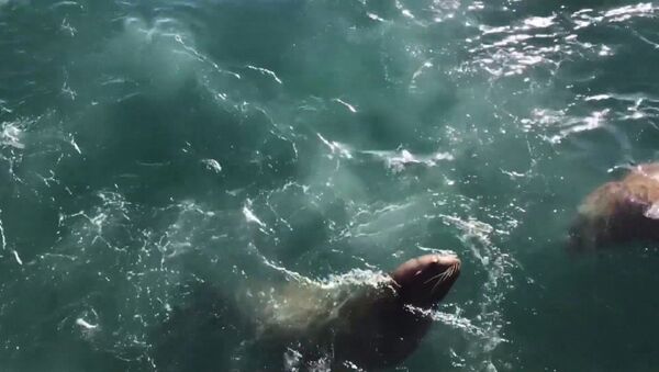 Гигантский морской лев выбрался к людям - Sputnik Таджикистан