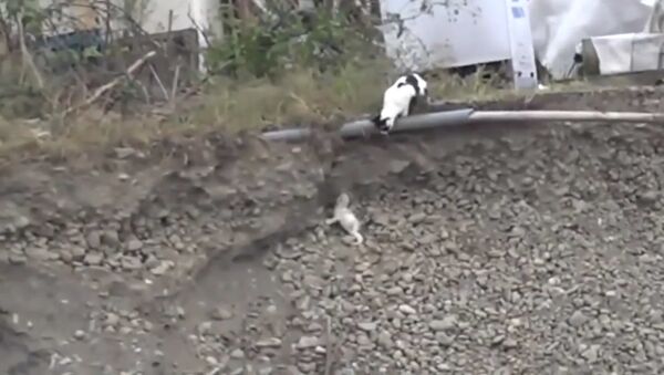Кошка спасла щенка - видео - Sputnik Таджикистан