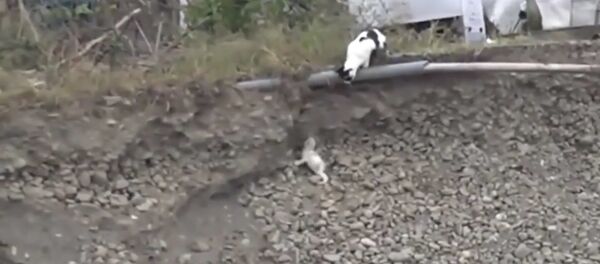 Кошка спасла щенка - видео - Sputnik Тоҷикистон