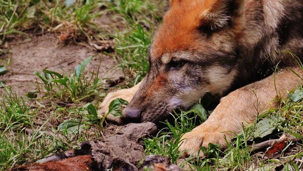 Рыжий волк, архивное фото - Sputnik Таджикистан