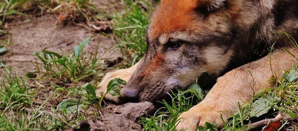 Рыжий волк, архивное фото Рыжий волк, архивное фото - Sputnik Таджикистан