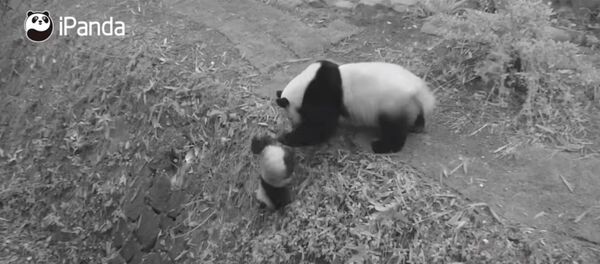 Панда с детенышем в зоопарке - Sputnik Таджикистан