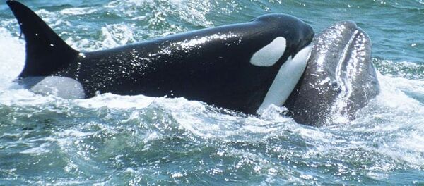 Горбатые киты бьются с косатками, спасая детеныша сородичей - Sputnik Таджикистан
