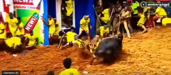 Бык стянул штаны и трусы с мужчины на глазах у зрителей. Видео Бык стянул штаны и трусы с мужчины на глазах у зрителей. Видео - Sputnik Таджикистан