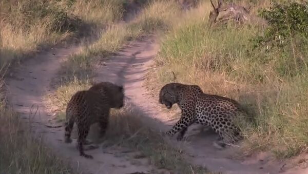 Леопард напал на леопарда - видео - Sputnik Таджикистан