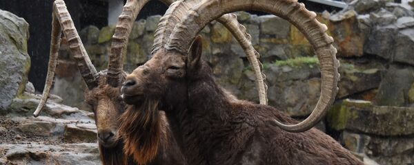 Горные бараны Горные бараны - Sputnik Тоҷикистон