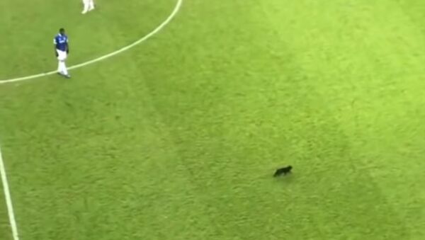 Черный кот выбежал на поле во время футбольного матча - Sputnik Таджикистан