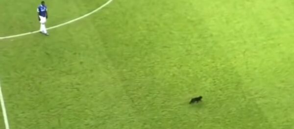 Черный кот выбежал на поле во время футбольного матча - Sputnik Таджикистан