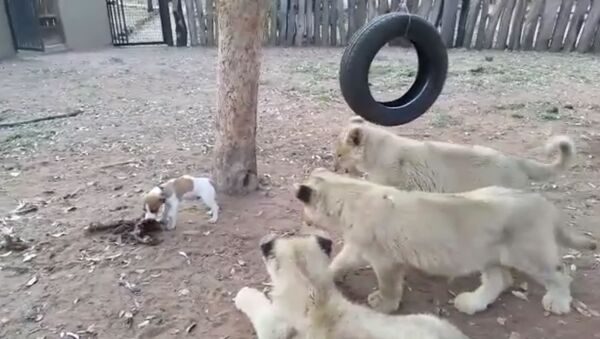 Маленький щенок смело отгоняет львят от своей еды - Sputnik Таджикистан