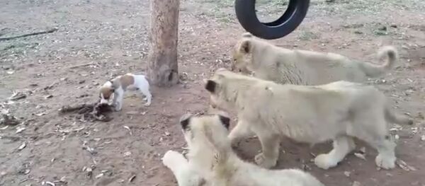 Маленький щенок смело отгоняет львят от своей еды Маленький щенок смело отгоняет львят от своей еды - Sputnik Таджикистан