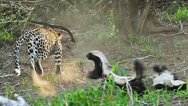 Леопард собирался съесть барсучонка, но мать отбила его - Sputnik Таджикистан