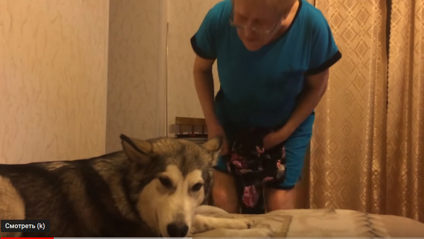 Волчара в бабушкиной постели: мне тут нравится, ни за что не уйду - видео - Sputnik Таджикистан