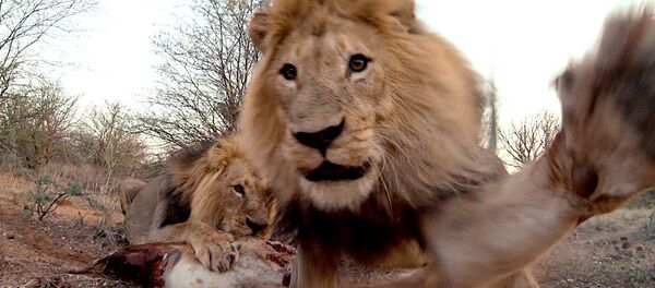 Блогер из США снял с дрона вирусное видео, которое посмотрели миллион раз - Sputnik Таджикистан