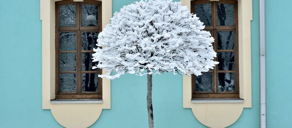 Дерево, покрытое снегом, после сильного снегопада в Киеве, Украина - Sputnik Таджикистан