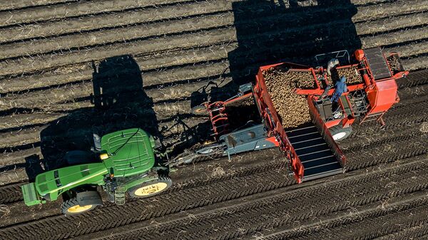 Уборка и переработка картофеля, архивное фото - Sputnik Таджикистан