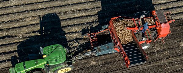 Уборка и переработка картофеля, архивное фото - Sputnik Таджикистан