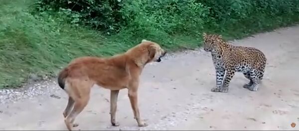Нападение леопарда на собаку: видео - Sputnik Таджикистан