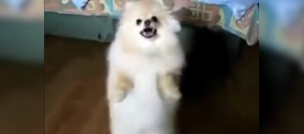 Шпиц танцует лезгинку - Sputnik Таджикистан