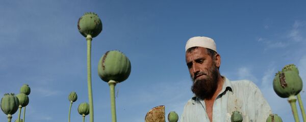 Поле опийного мака. Архивное фото Поле опийного мака. Архивное фото - Sputnik Тоҷикистон