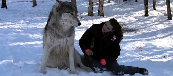 Как в Сумерках — гигантские волки приручены хрупкой девушкой. Видео Как в Сумерках — гигантские волки приручены хрупкой девушкой. Видео - Sputnik Таджикистан
