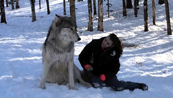 Как в Сумерках — гигантские волки приручены хрупкой девушкой. Видео - Sputnik Таджикистан