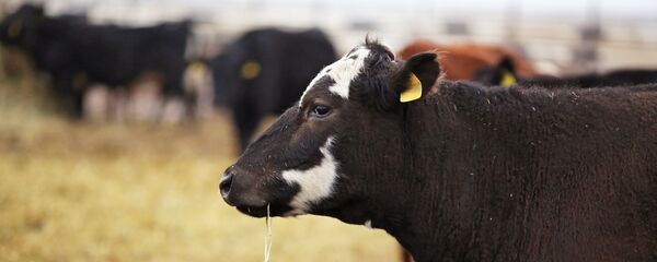 Корова крестьянско-фермерского хозяйства - Sputnik Тоҷикистон