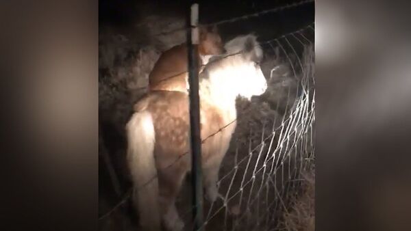 Собака тайно прокатилась на пони и попала на видео - Sputnik Таджикистан