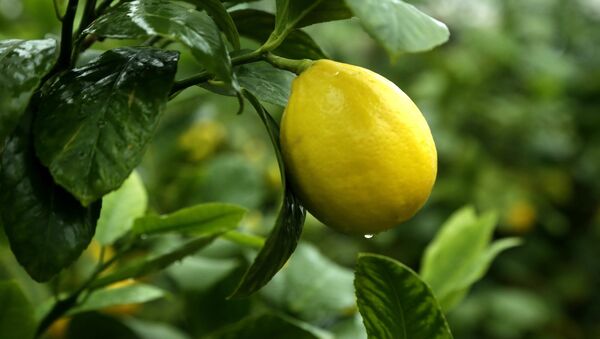 Сбор лимонов в Крыму - Sputnik Таджикистан