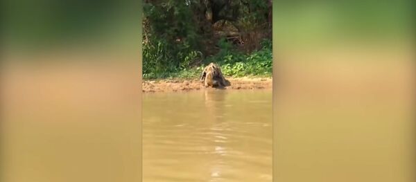 Тихо подкрался сзади — охота ягуара на каймана попала на видео - Sputnik Таджикистан