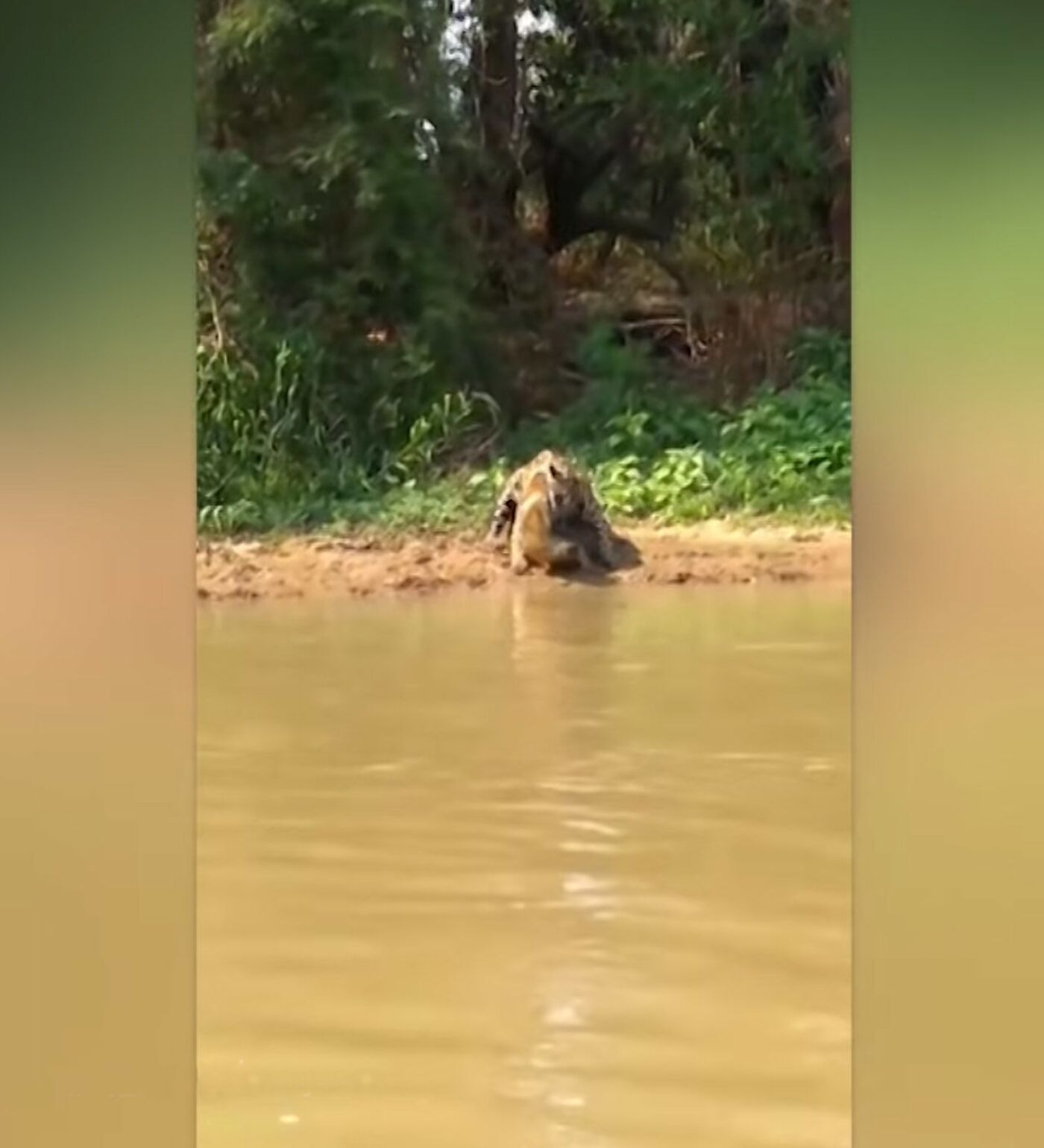 Тихо подкрался сзади — охота ягуара на каймана попала на видео