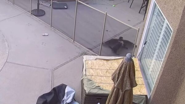 Ястреб напал на домашнюю собаку - видео  - Sputnik Таджикистан
