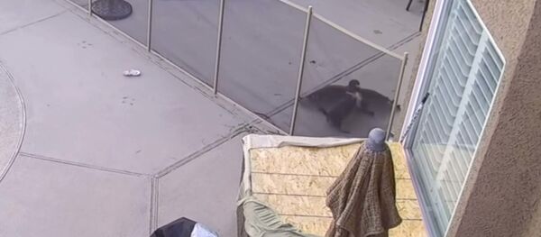 Ястреб напал на домашнюю собаку - видео Ястреб напал на домашнюю собаку - видео - Sputnik Таджикистан