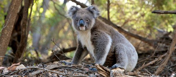 Коала, архивное фото Коала, архивное фото - Sputnik Таджикистан