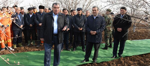Эмомали Рахмон открыл традиционную посадку саженцев дангаринском районе Хатлонской области - Sputnik Тоҷикистон