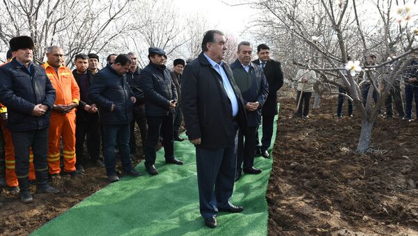 Эмомали Рахмон открыл традиционную посадку саженцев дангаринском районе Хатлонской области - Sputnik Таджикистан