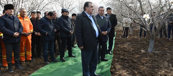 Эмомали Рахмон открыл традиционную посадку саженцев дангаринском районе Хатлонской области - Sputnik Таджикистан