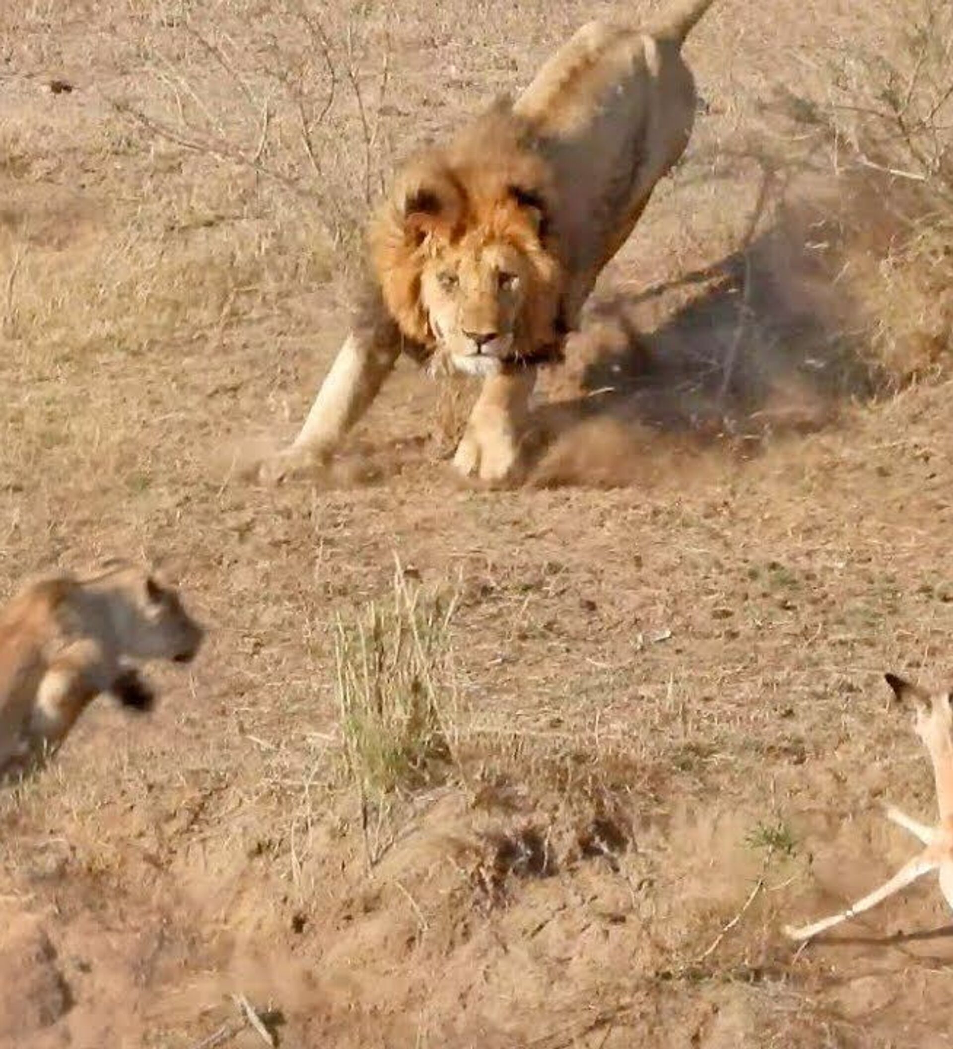 охота львов на антилоп