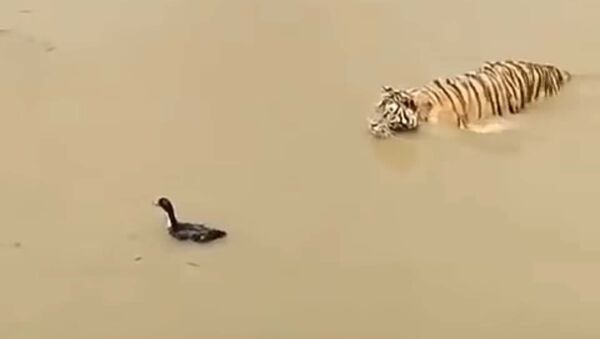 Смелая утка обвела тигра вокруг пальца - Sputnik Таджикистан