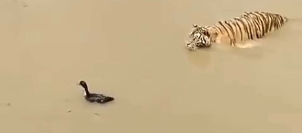 Смелая утка обвела тигра вокруг пальца Смелая утка обвела тигра вокруг пальца - Sputnik Таджикистан
