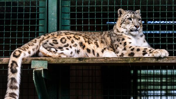 Ирбис (снежный барс) в центре воспроизводства редких видов животных Московского зоопарка  - Sputnik Таджикистан
