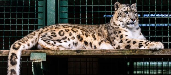 Ирбис (снежный барс) в центре воспроизводства редких видов животных Московского зоопарка  - Sputnik Таджикистан