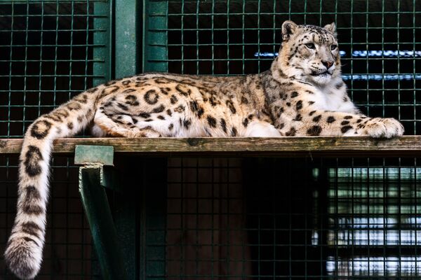 Ирбис (снежный барс) в центре воспроизводства редких видов животных Московского зоопарка  - Sputnik Таджикистан