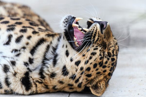 Дальневосточный леопард в центре воспроизводства редких видов животных Московского зоопарка - Sputnik Таджикистан