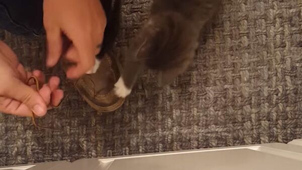 Два котенка мешают одевать обувь - видео - Sputnik Таджикистан