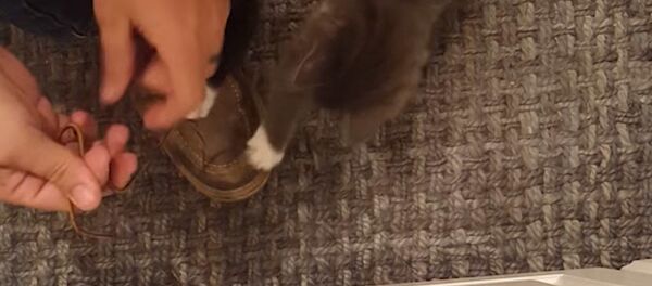 Два котенка мешают одевать обувь - видео - Sputnik Таджикистан