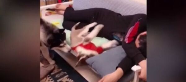 Место на диване: как хаски решает, кто главный - видео - Sputnik Таджикистан