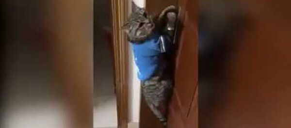 Говорящий кот - Открой дверь! - Sputnik Таджикистан