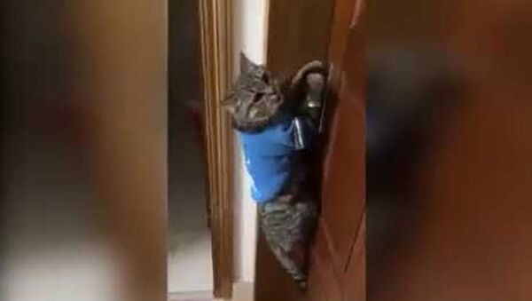 Говорящий кот - Открой дверь! - Sputnik Таджикистан