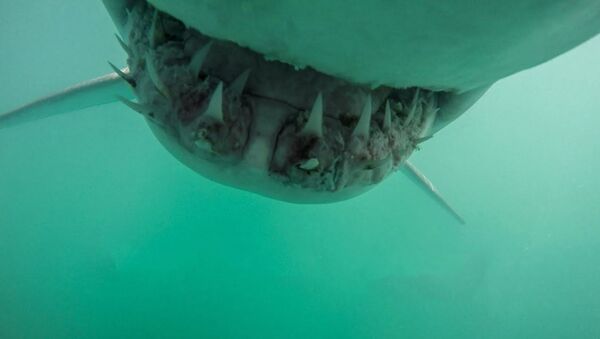 Нападения большой белой акулы на дайвера - Sputnik Таджикистан