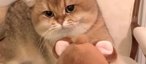 Кот очень не хочет отдавать любимую игрушку - видео Кот очень не хочет отдавать любимую игрушку - видео - Sputnik Таджикистан